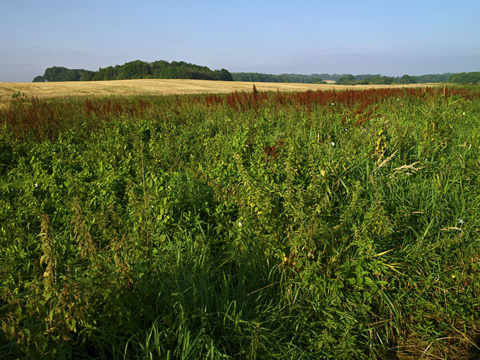 Brabæk