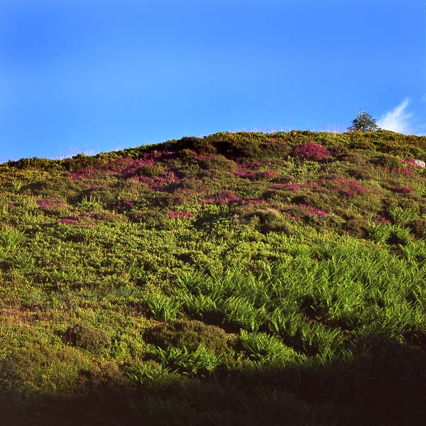 Ben Lawers 18