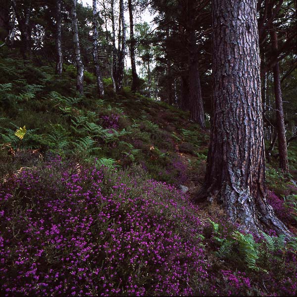 Loch an Eilein 2