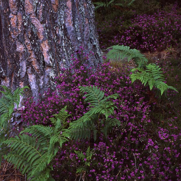 Loch an Eilein 3