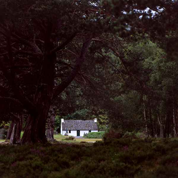 Loch an Eilein 8