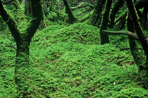 West Highland Way, mos landschap