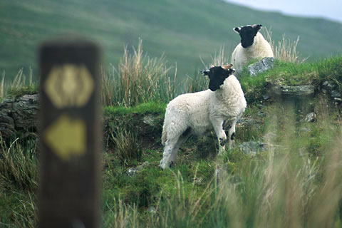 West Highland Way, schapen