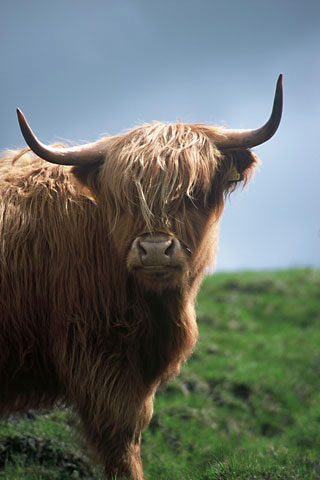 West Highland Way, Highland koe