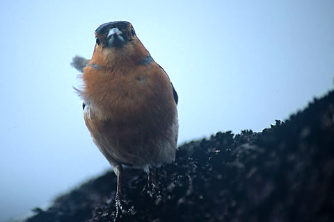 West Highland Way, vink