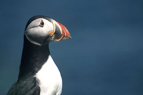 Lunga, Puffins