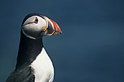 puffin