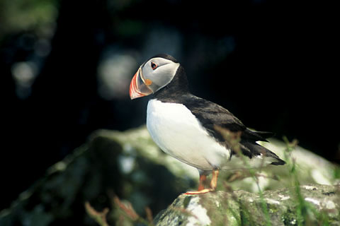 Lunga, Puffin