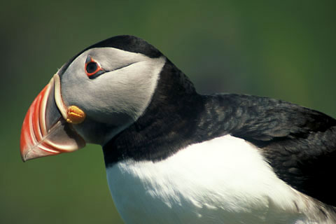 Lunga, papegaaiduiker