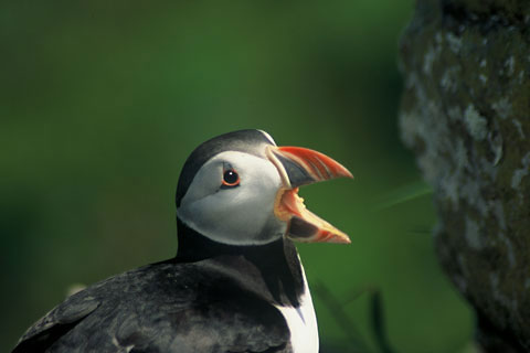 Lunga, papegaaiduiker