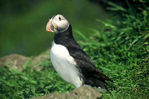 Lunga, Puffin