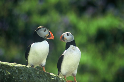 Lunga, Puffins