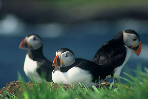 Lunga, Puffins