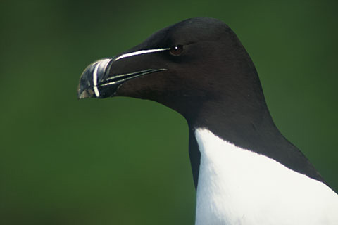 Lunga, Razorbill