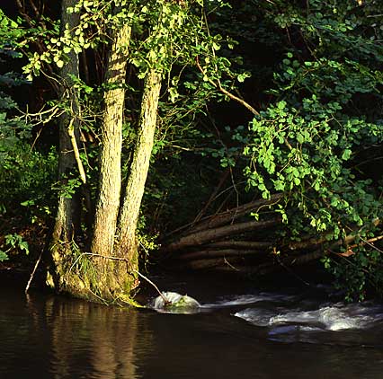 Ardennen 02