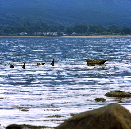 Scotland, Arran, Brodick; Bronica EC, 25cm 4.0 Nikkor and Komura 2x converter, Provia 100F