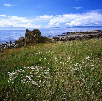 Blackwaterfoot 3; camomille and beach