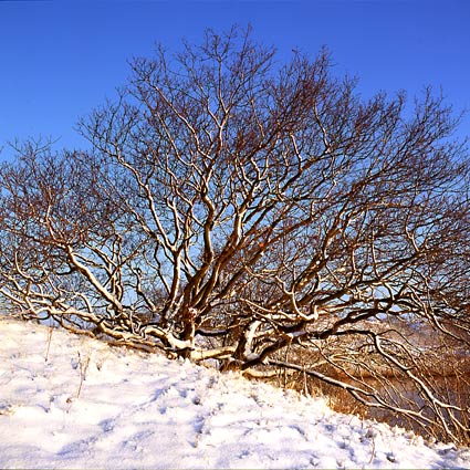 Katwijk aan Zee: Berkheij dunes