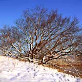 de duinen bij Katwijk