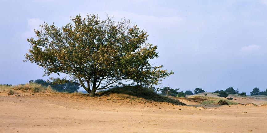 Aekinger Zand 1