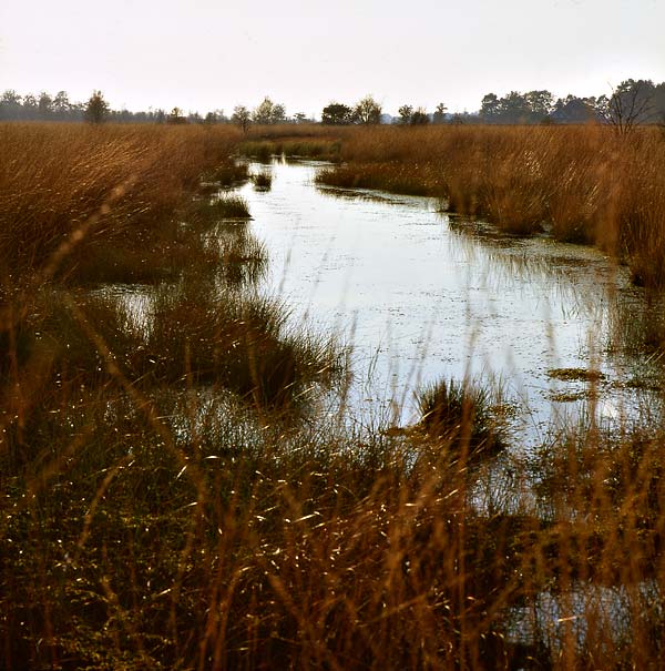 Fochteloërveen 1