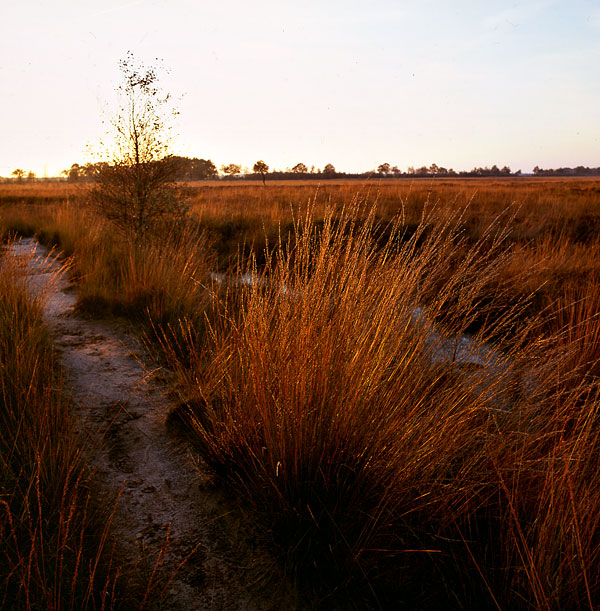 Fochteloërveen 3