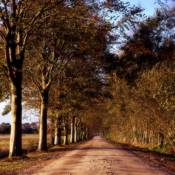 Friesland, Rijsberkampen