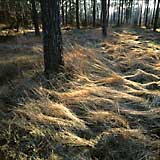 Veluwe & Heuvelrug