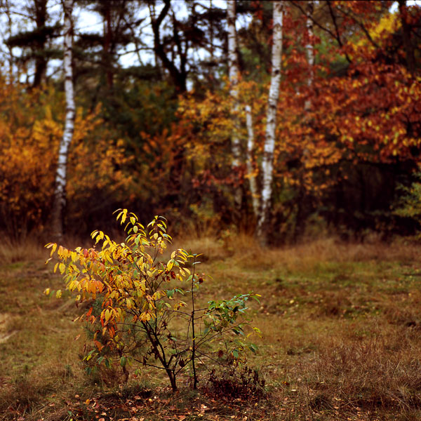 Amerongse Bos 3