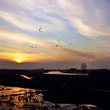 Bovenpolder - Amerongse uiterwaarden