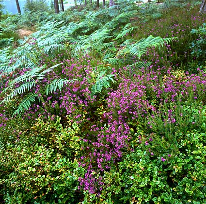 Rowardennan Forest