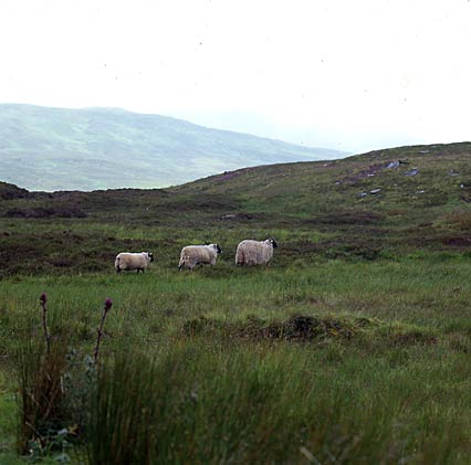 Ben Lawers 4