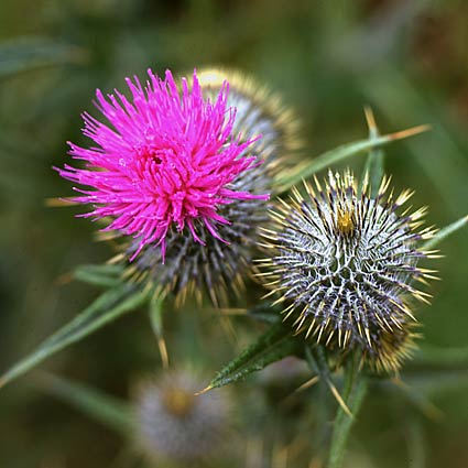 Tyndrum 8