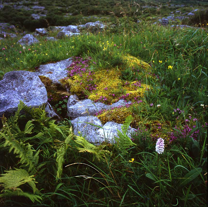 Caherconnell 2