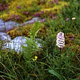 Clare: the Burren