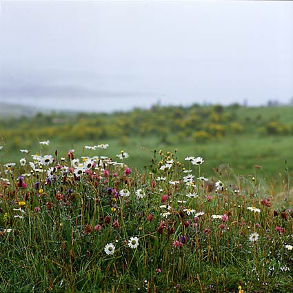 Ireland, Co.Galway, dune near Roundstone