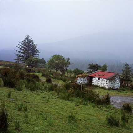 Ireland, County of Mayo, Letterkeen Wood