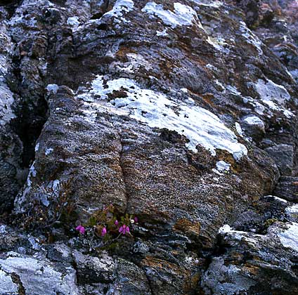 Shieldaig 3