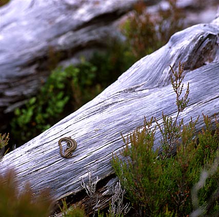 Kinlochewe 2; lizard on trunk