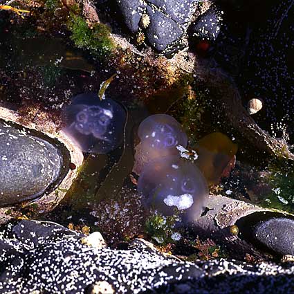 tidal pool 2