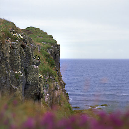 Staffa 12