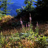 medium format