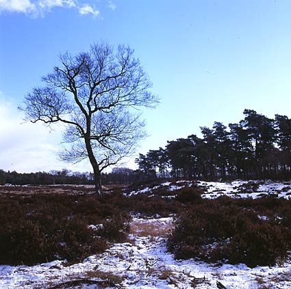 Ginkelse Hei, Nederland