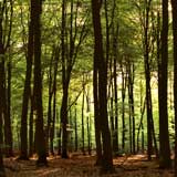 Veluwe: Sprielder and Speulder forest