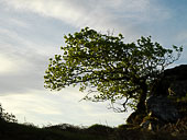 Arisaig - Druimindarroch and Rhue peninsula