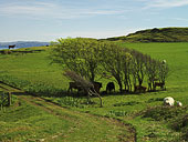 the Small Isles: Eigg