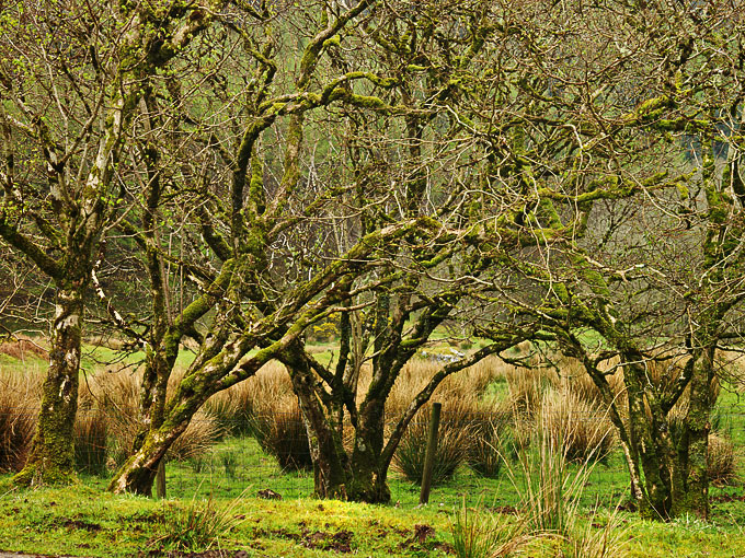 Glen Feochan 1