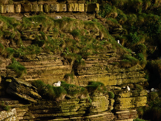 Duncansby Head 22