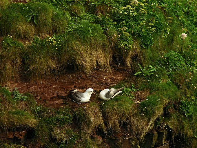 Duncansby Head 23