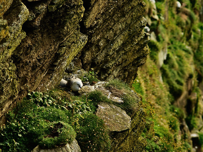 Duncansby Head 27